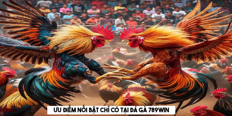 Ưu điểm nổi bật chỉ có tại đá gà 789WIN 